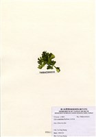 藏品(牡丹菜)的圖片